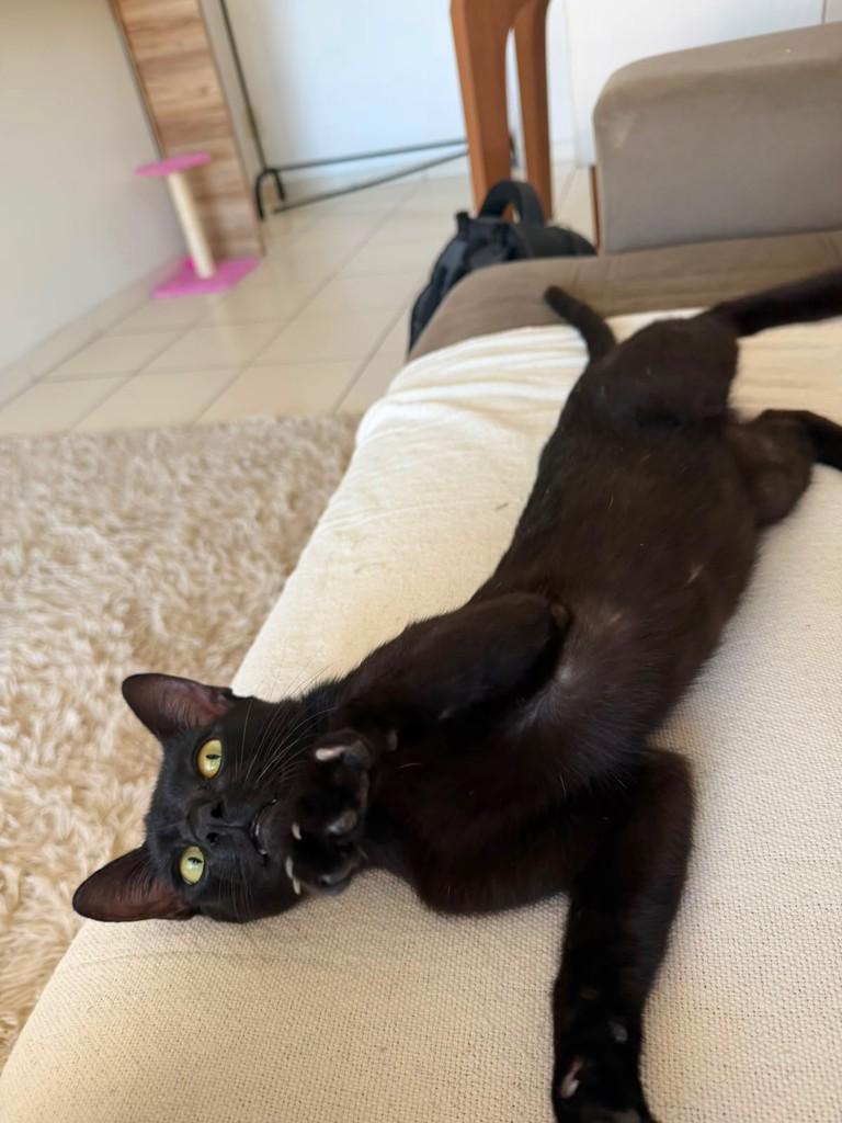 Sirius Black, gato de porte médio para adoção em Aracaju - SE