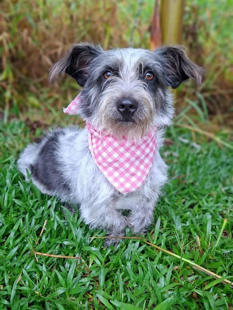 Dorothy, cachorro de porte pequeno para adoção em Balneário Camboriú - SC