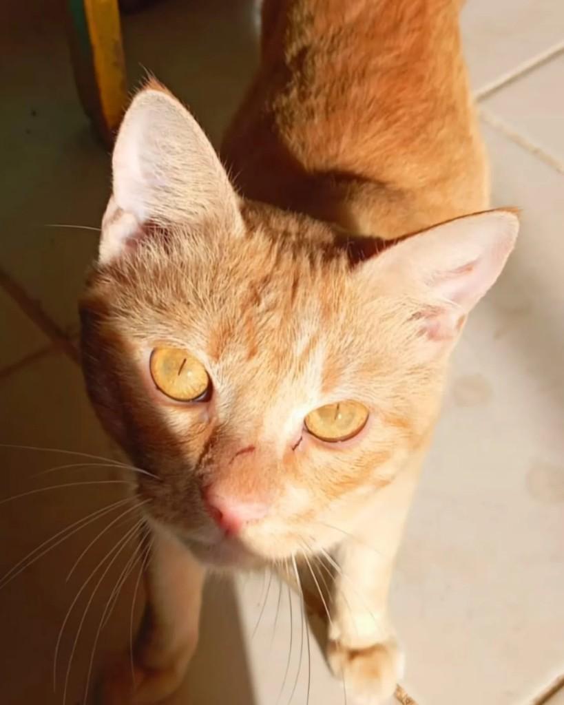 Laranja, gato para adoção em Balneário Camboriú - SC