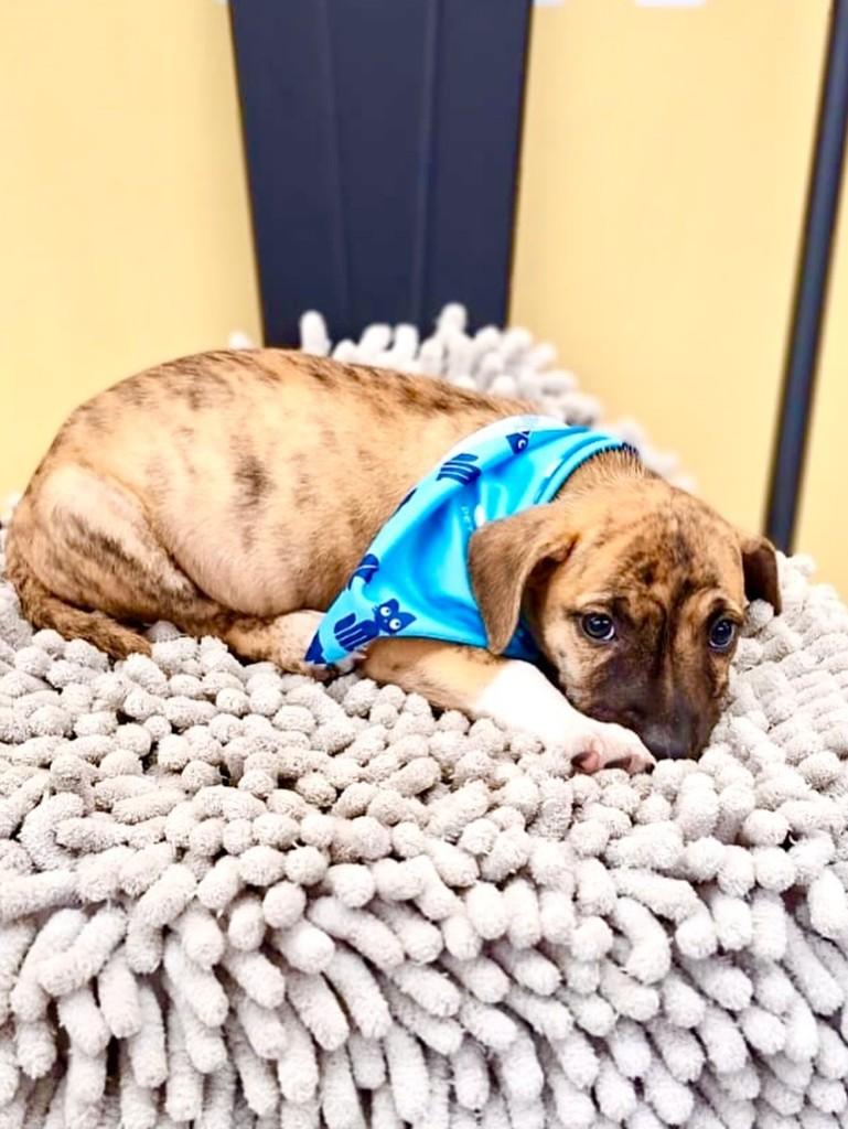 Pedrinho, cachorro de porte médio para adoção em Balneário Camboriú - SC