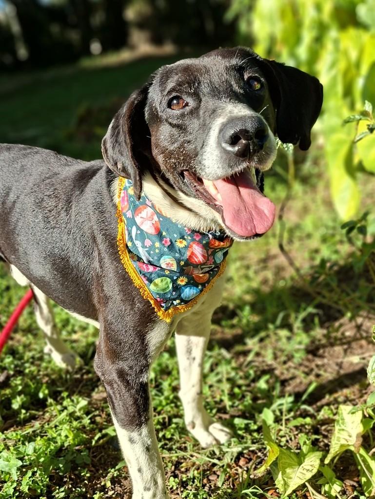 O Pirata, cachorro de porte grande para adoção em Balneário Camboriú - SC