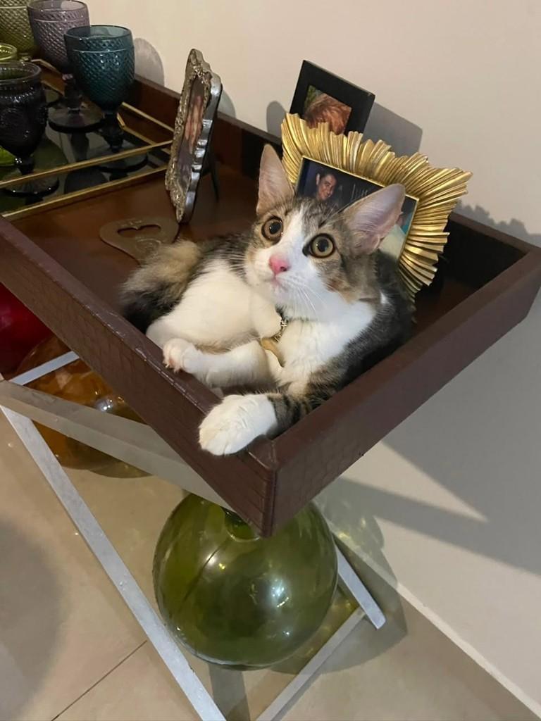 Linda, gata de porte pequeno para adoção em Balneário Camboriú - SC