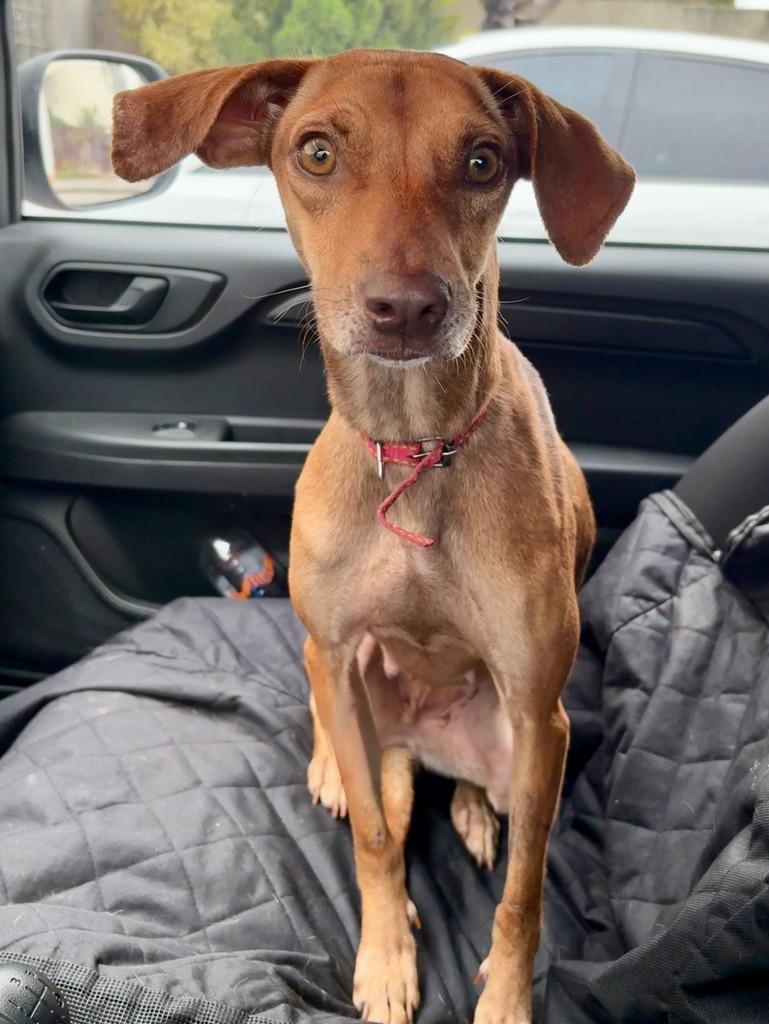 Meg, cadela de porte médio para adoção em Tijucas - SC