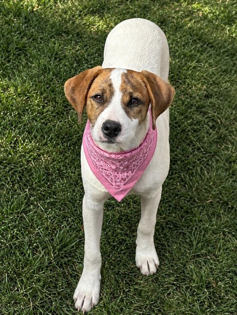 Bella, cadela de porte grande para adoção em Balneário Camboriú - SC