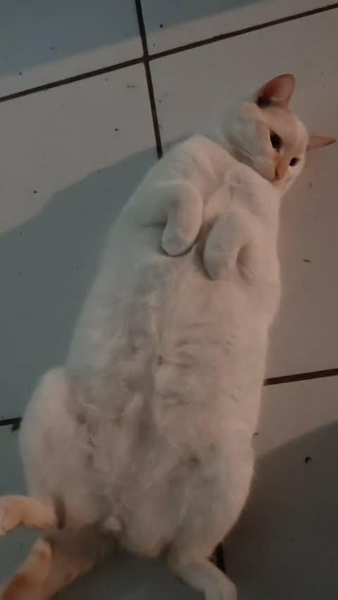 Cheroso, gato de porte médio para adoção em Balneário Camboriú - SC