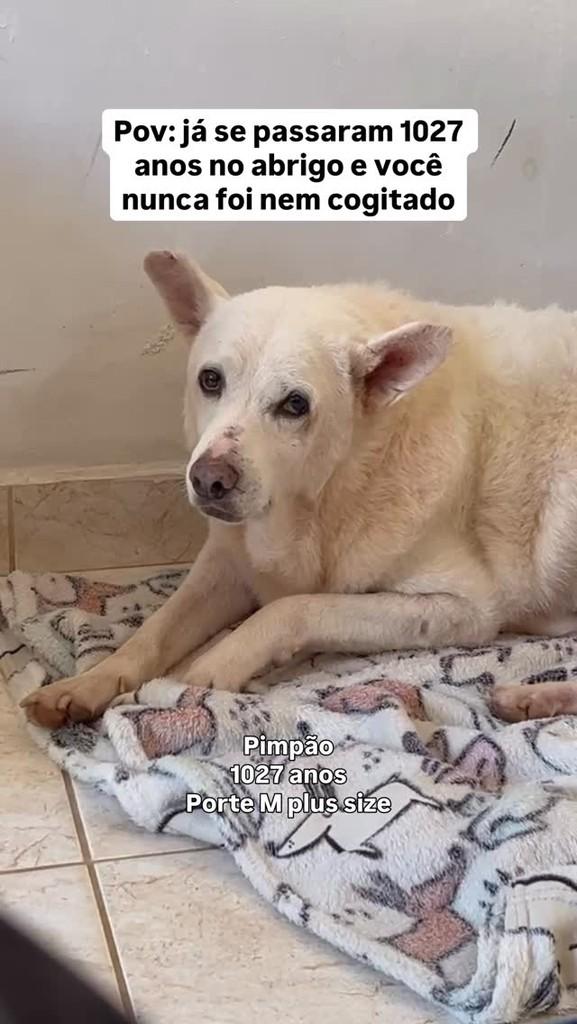 Pimpão, cachorro de porte médio para adoção em Fazenda Rio Grande - PR