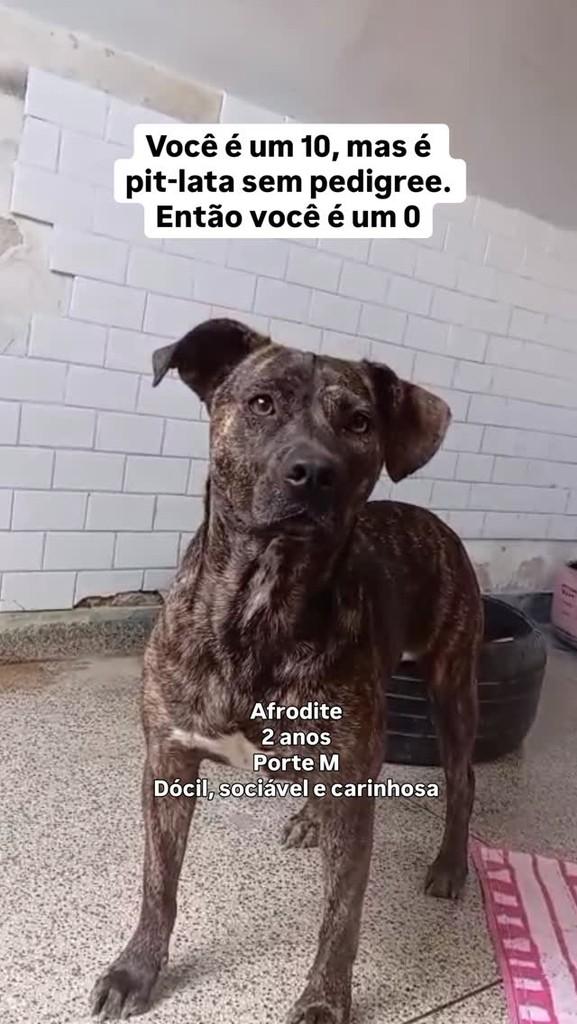 Afrodite, cachorro de porte médio para adoção em Fazenda Rio Grande - PR