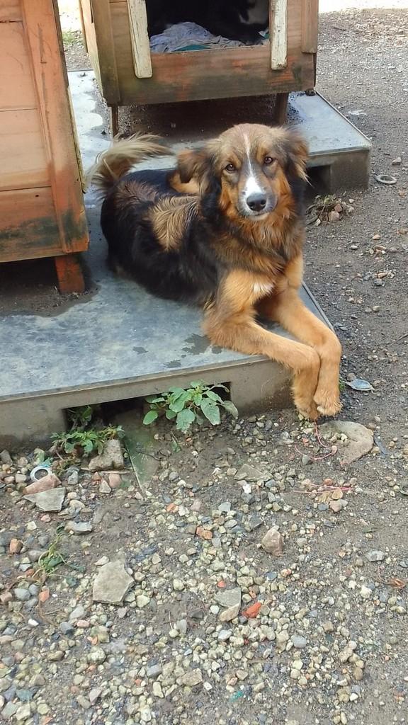 Jade, cachorro de porte médio para adoção em Fazenda Rio Grande - PR