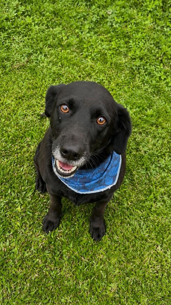 Banzé, cachorro de porte médio para adoção em Fazenda Rio Grande - PR