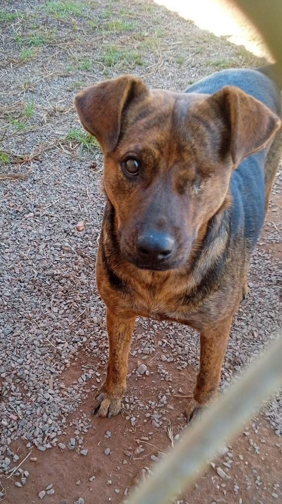 Tigrado, cachorro de porte médio para adoção em Fazenda Rio Grande - PR