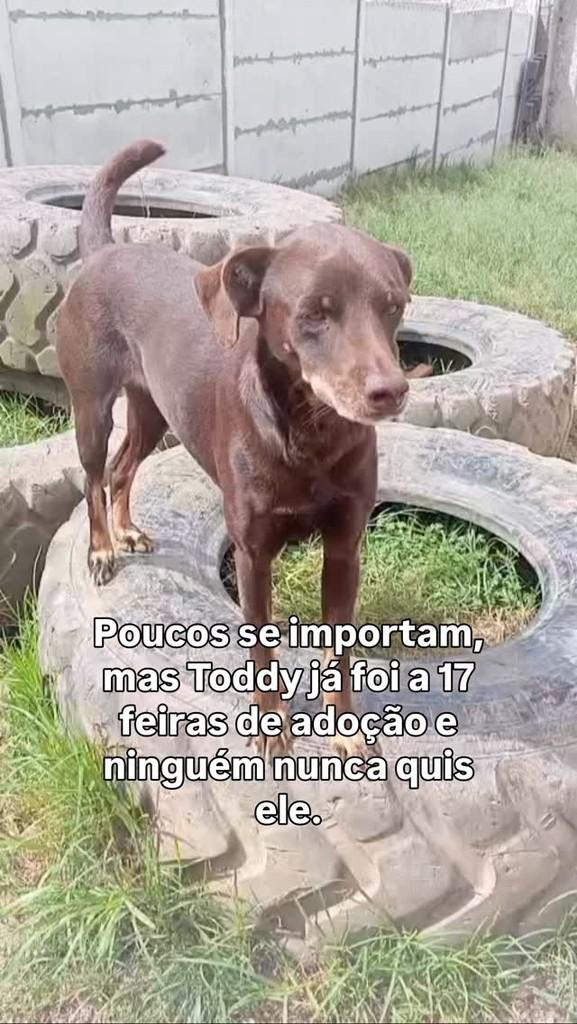 Toddy, cachorro de porte médio para adoção em Fazenda Rio Grande - PR