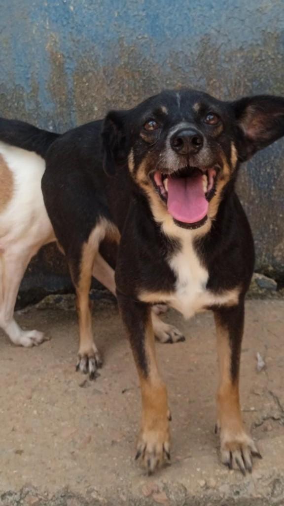 Jolie, cadela de porte pequeno para adoção em Fazenda Rio Grande - PR