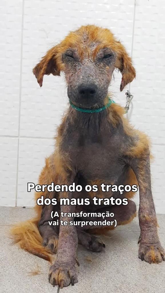 Farofa, cachorro de porte médio para adoção em Fazenda Rio Grande - PR