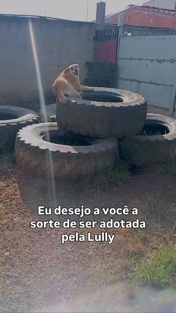 Lully, cadela de porte pequeno para adoção em Fazenda Rio Grande - PR
