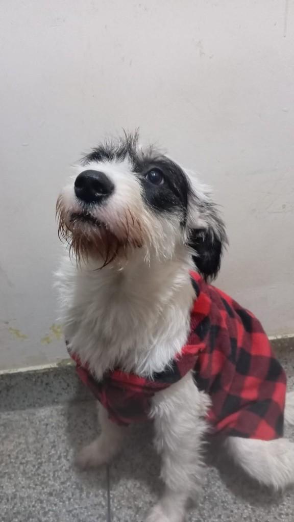 Estopinha, cachorro de porte médio para adoção em Fazenda Rio Grande - PR