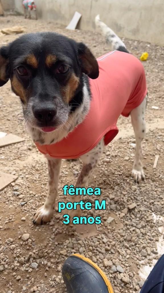 Cacá, cachorro de porte médio para adoção em Fazenda Rio Grande - PR