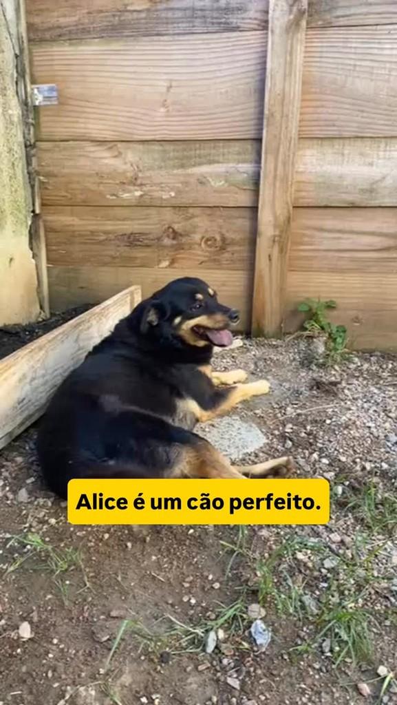 Alice, cadela de porte médio para adoção em Feira de Santana - BA