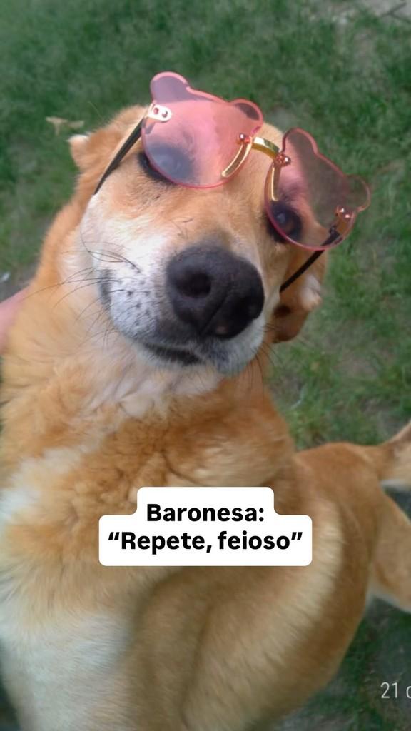 Baronesa, cachorro de porte médio para adoção em Fazenda Rio Grande - PR