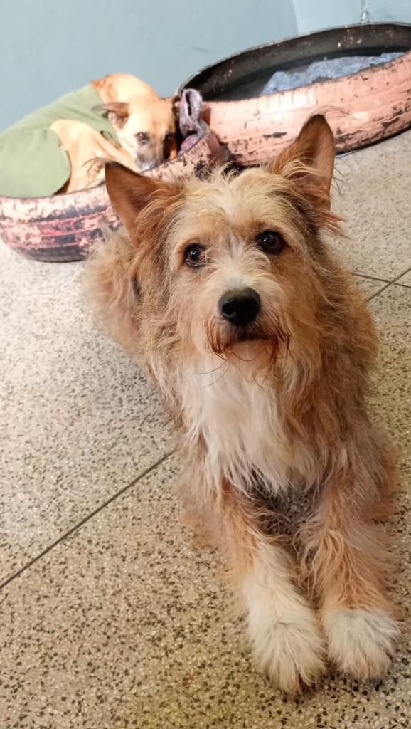 Fofinha, cachorro de porte médio para adoção em Fazenda Rio Grande - PR