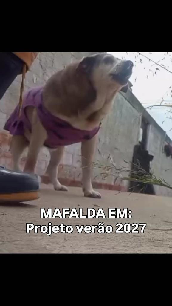 Mafalda, cachorro para adoção em Fazenda Rio Grande - PR