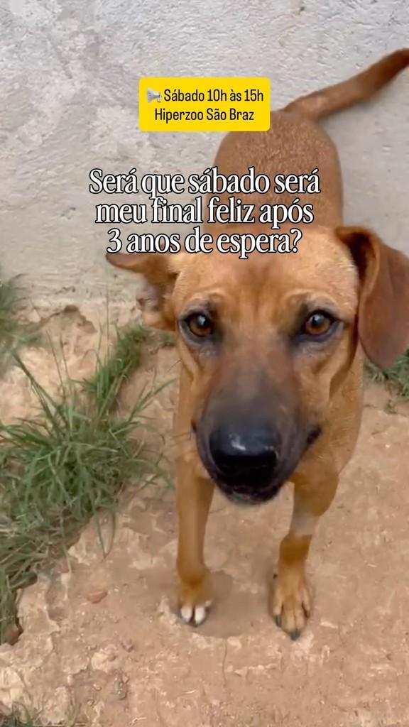 Dany, cadela de porte pequeno para adoção em Fazenda Rio Grande - PR