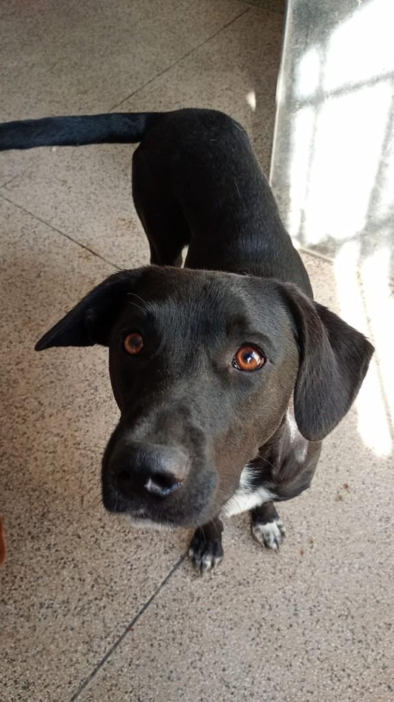 Dingou, cachorro de porte médio para adoção em Fazenda Rio Grande - PR
