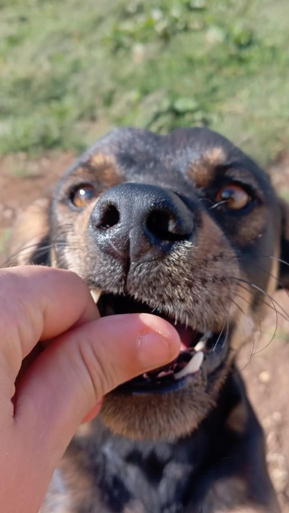 Bidu, cachorro de porte médio para adoção em Fazenda Rio Grande - PR