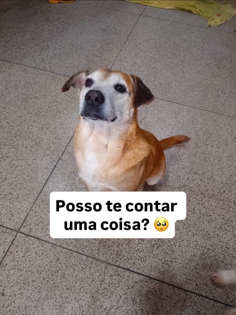 Benny, cachorro de porte médio para adoção em Fazenda Rio Grande - PR