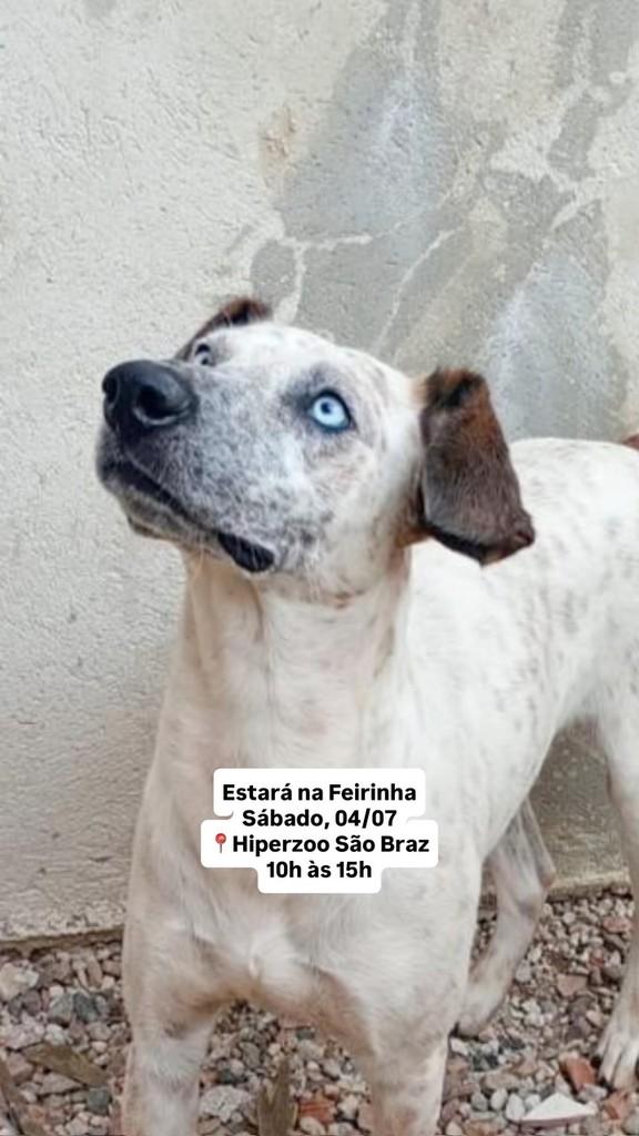 Vamp, cachorro de porte médio para adoção em Fazenda Rio Grande - PR