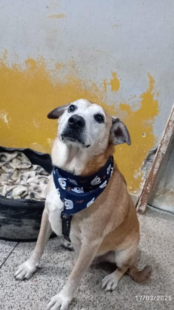 Beny, cachorro de porte pequeno para adoção em Fazenda Rio Grande - PR