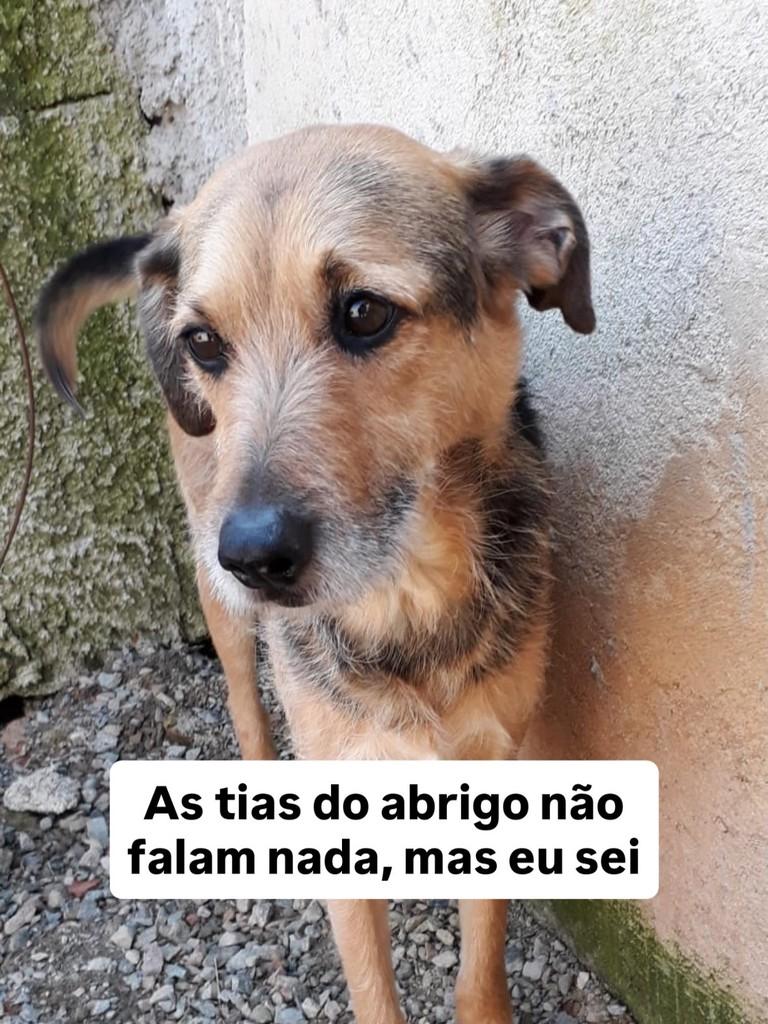 Sabrina, cadela de porte grande para adoção em Fazenda Rio Grande - PR