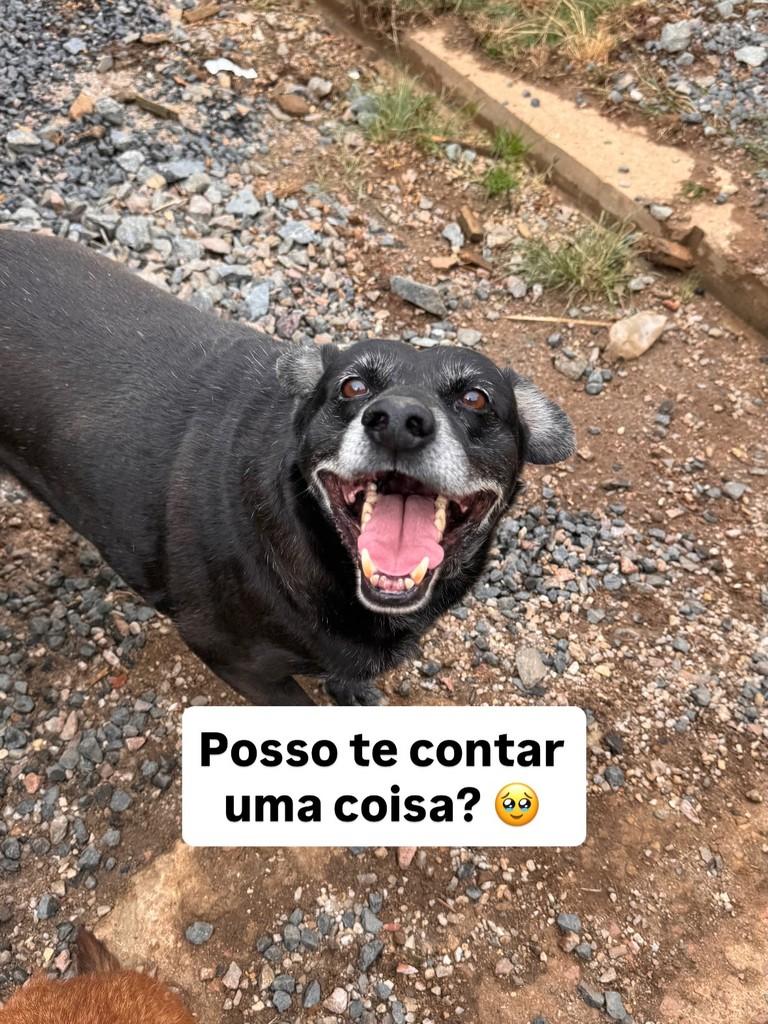 Dante, cachorro de porte médio para adoção em Fazenda Rio Grande - PR