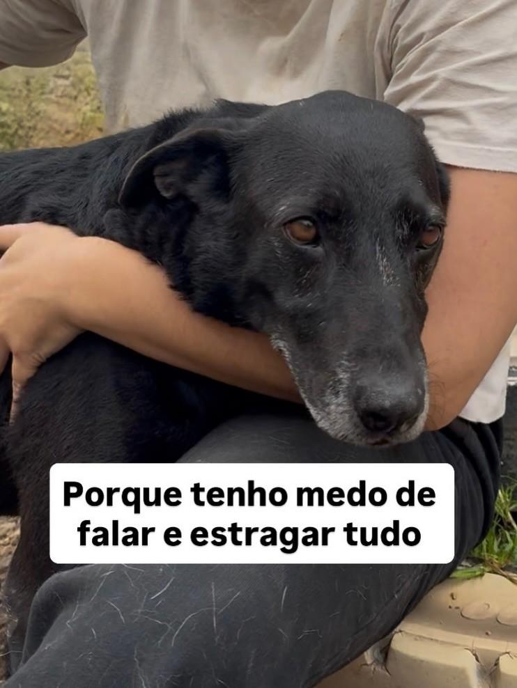 Jack, cachorro de porte pequeno para adoção em Fazenda Rio Grande - PR