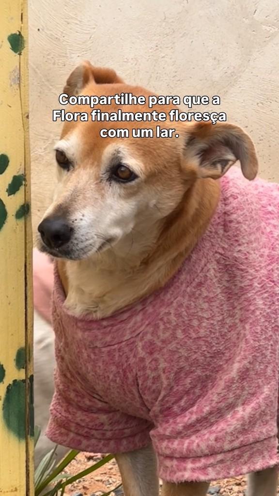 Flora, cadela de porte pequeno para adoção em Fazenda Rio Grande - PR