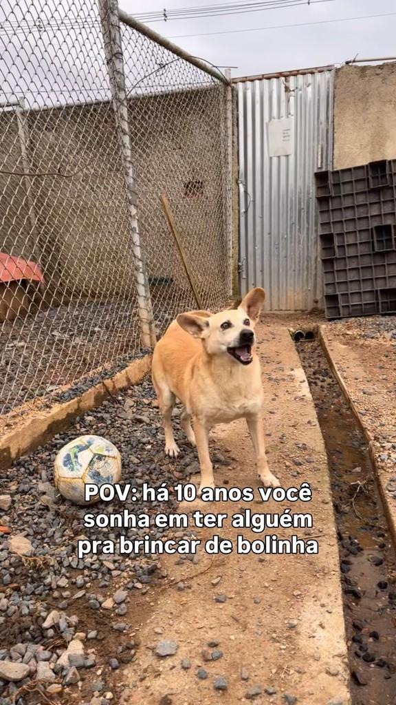 Manolo, cachorro de porte médio para adoção em Fazenda Rio Grande - PR