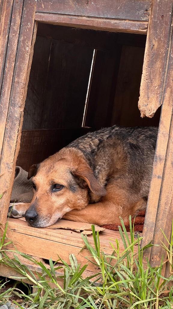 Tina, cadela de porte grande para adoção em Fazenda Rio Grande - PR