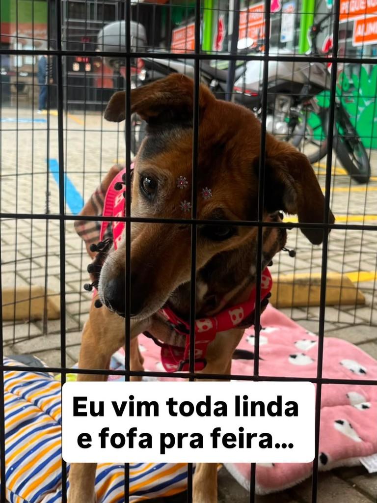 Paty, cachorro de porte pequeno para adoção em Fazenda Rio Grande - PR
