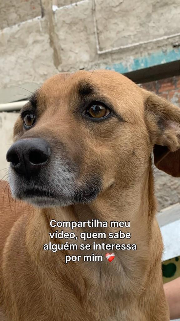 Ruby, cachorro de porte médio para adoção em Fazenda Rio Grande - PR