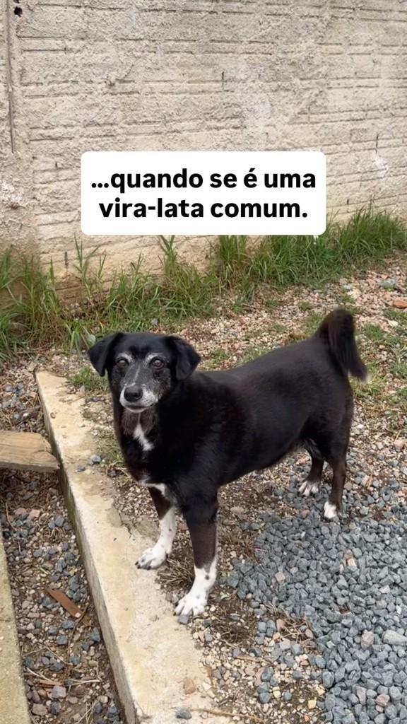 Luva, cadela de porte pequeno para adoção em Fazenda Rio Grande - PR