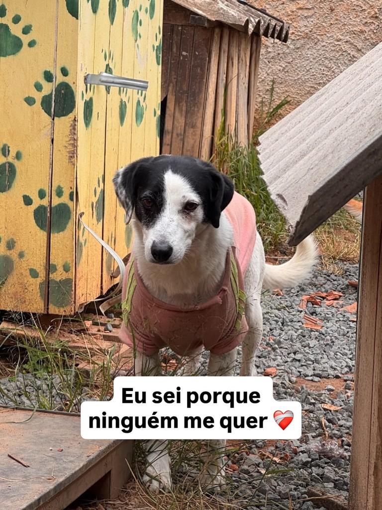 Pirata, cadela de porte pequeno para adoção em Fazenda Rio Grande - PR