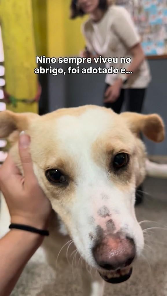 Nino, cachorro de porte médio para adoção em Fazenda Rio Grande - PR