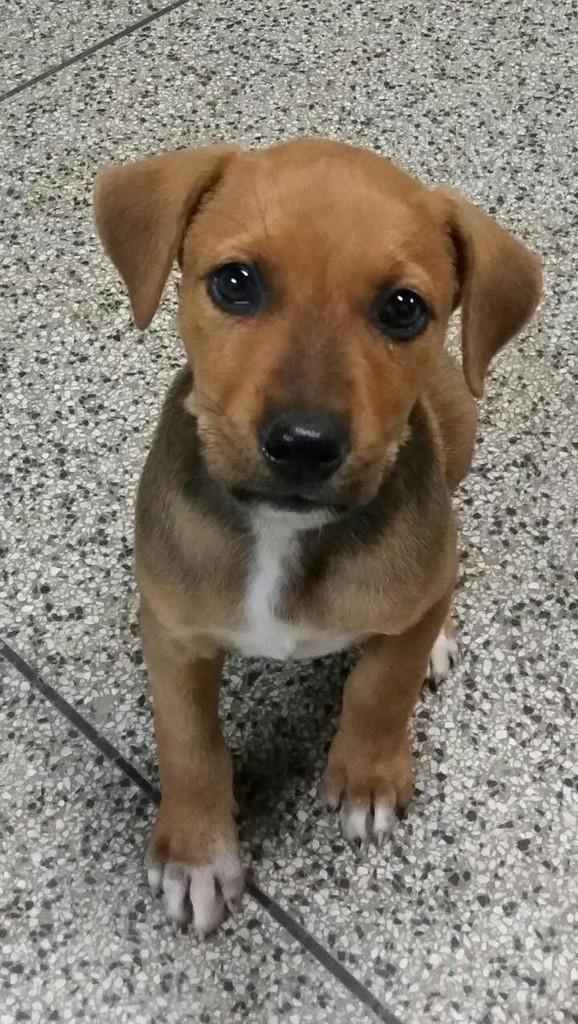 Ritinha, cadela de porte médio para adoção em Fazenda Rio Grande - PR