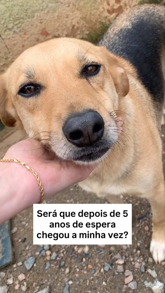 Otávio, cachorro de porte médio para adoção em Fazenda Rio Grande - PR