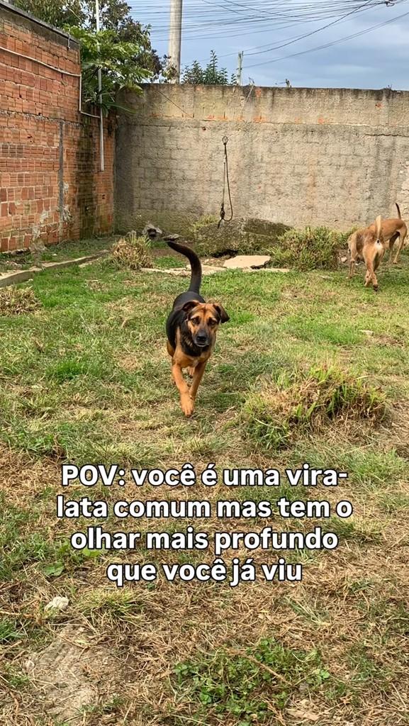 Zoe, cadela de porte médio para adoção em Fazenda Rio Grande - PR