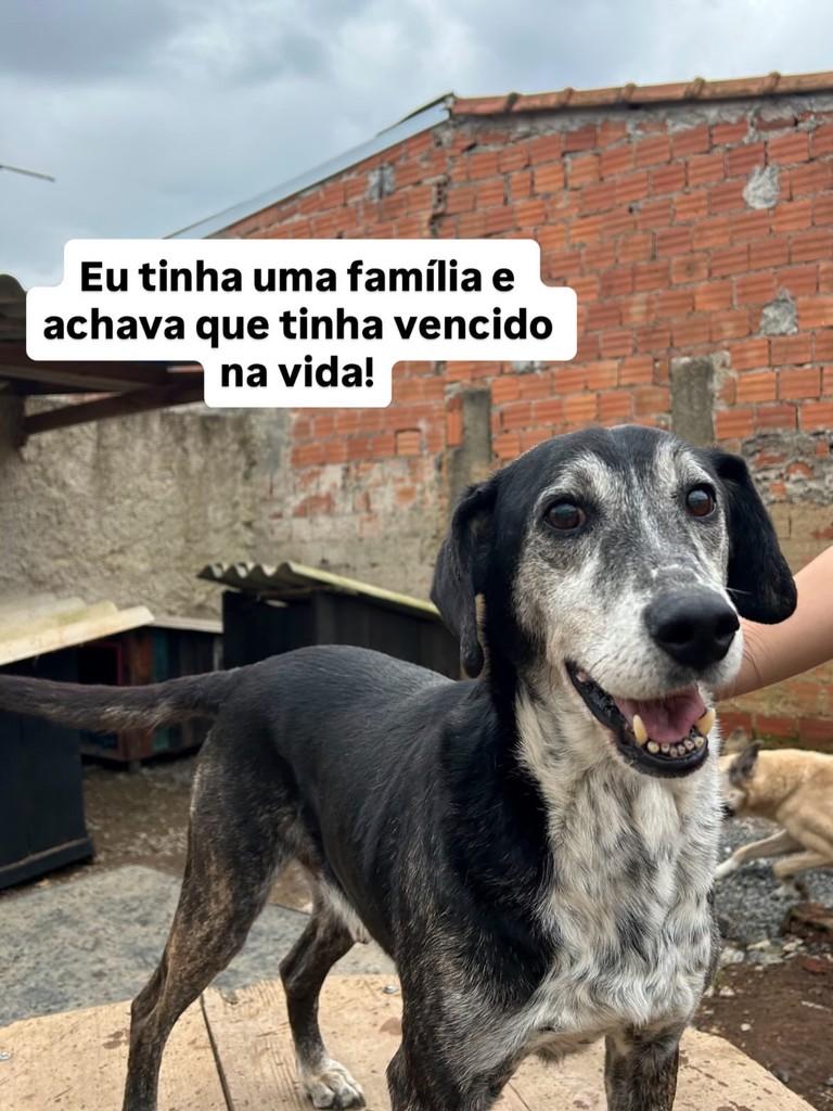Tristão, cachorro de porte médio para adoção em Fazenda Rio Grande - PR