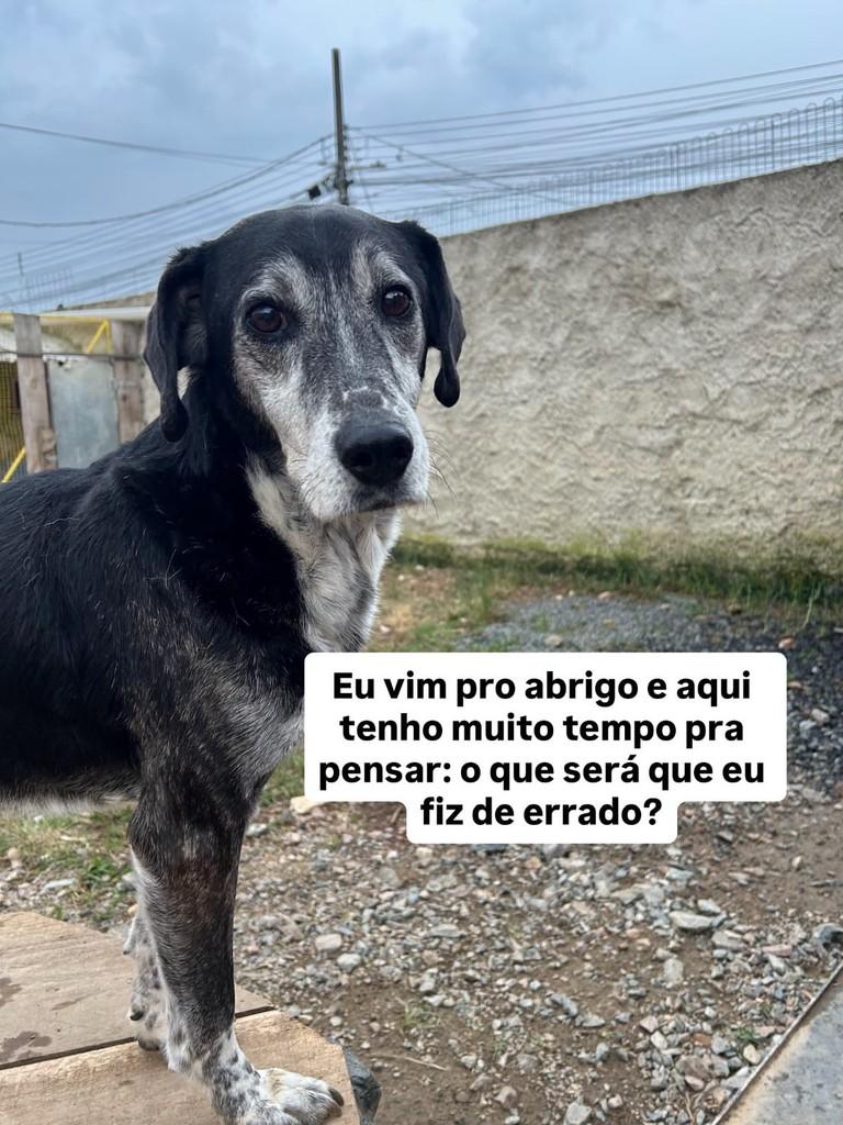 Tristão, cachorro de porte médio para adoção em Fazenda Rio Grande - PR — foto 2 de 3