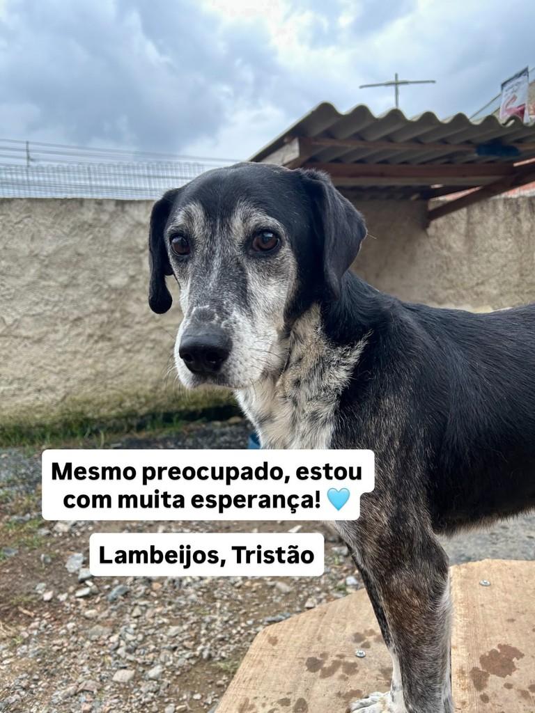 Tristão, cachorro de porte médio para adoção em Fazenda Rio Grande - PR — foto 3 de 3