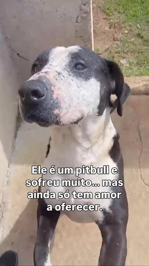 Baruk, cachorro de porte grande para adoção em Fazenda Rio Grande - PR