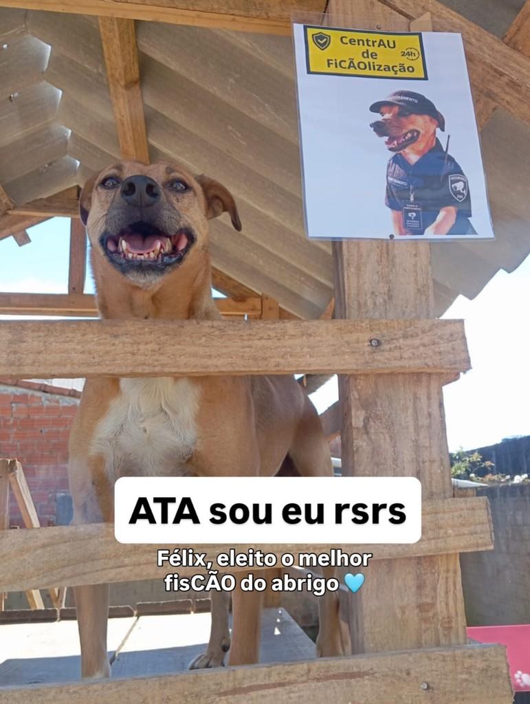 Félix, cachorro de porte pequeno para adoção em Fazenda Rio Grande - PR
