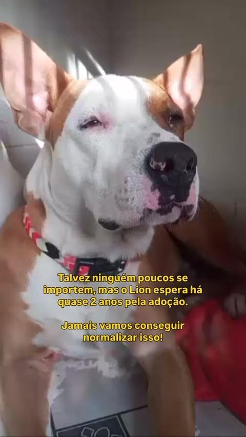 Lion, cachorro de porte grande para adoção em Fazenda Rio Grande - PR